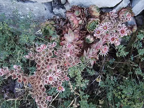 셈페르비붐 (Sempervivum tectorum)
