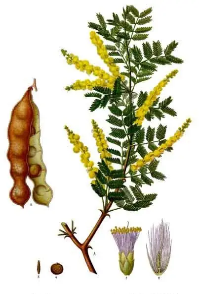 아라비아고무나무 (Senegalia senegal)