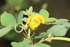 결명자