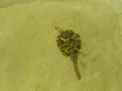 세쿼이아 아피니스