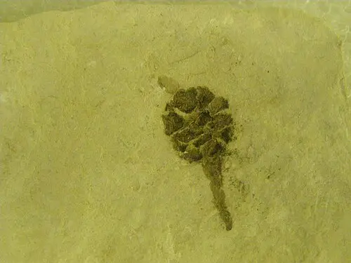 세쿼이아 아피니스 (Sequoia affinis)