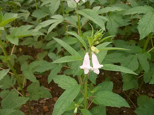 참깨 (Sesamum indicum)
