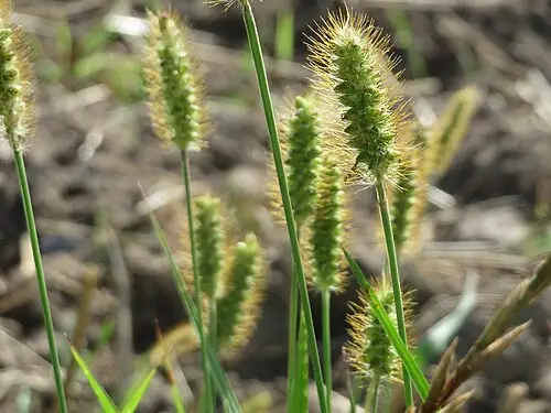 금강아지풀 (Setaria pumila)