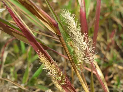 강아지풀 (Setaria viridis)