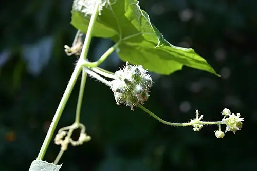 가시박 (Sicyos angulatus)