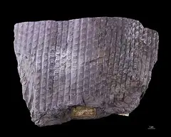 시길라리아