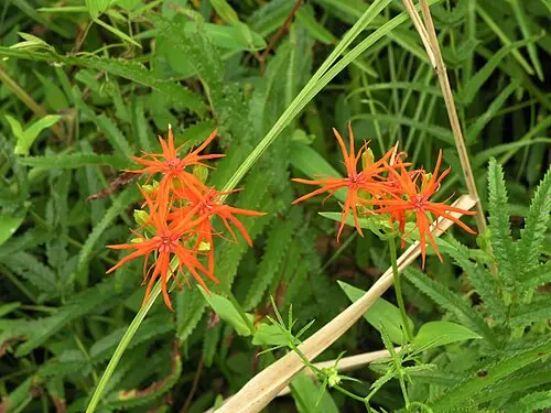 제비동자꽃 (Silene wilfordii)