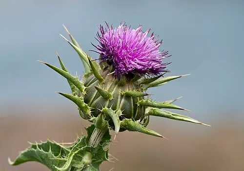 밀크씨슬 (Silybum marianum)