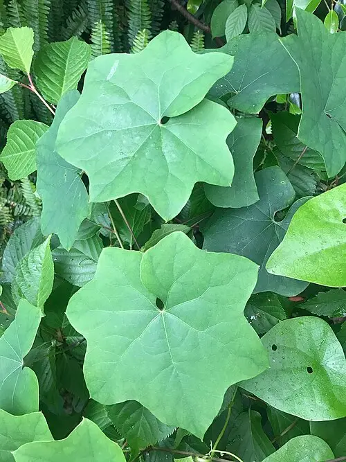 방기 (Sinomenium acutum)