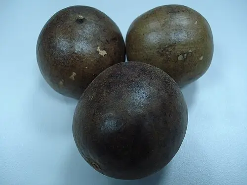 나한과 (Siraitia grosvenorii)