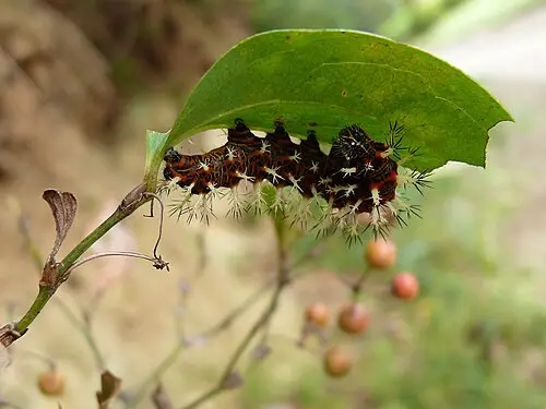 청미래덩굴 (Smilax china)