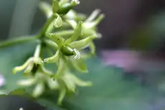 청가시덩굴
