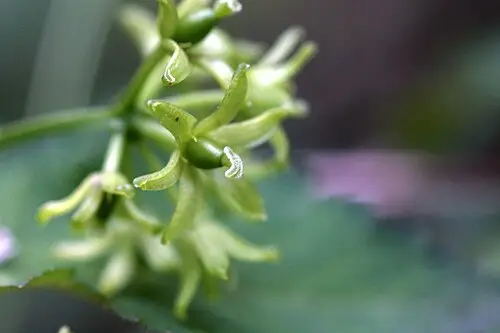 청가시덩굴 (Smilax sieboldii)