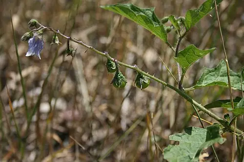 도깨비가지 (Solanum carolinense)