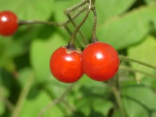 배풍등 (Solanum lyratum)