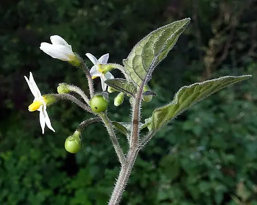 까마중 (Solanum nigrum)