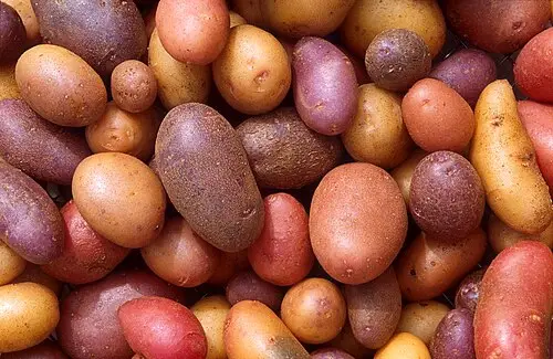감자 (Solanum tuberosum)