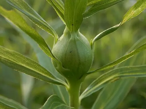 양미역취 (Solidago altissima)