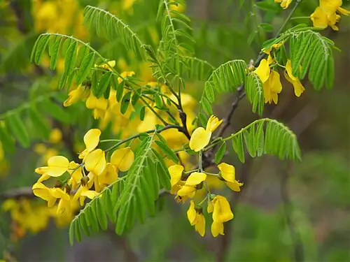 개느삼 (Sophora koreensis)