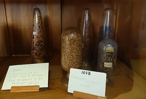 수수 (Sorghum bicolor)