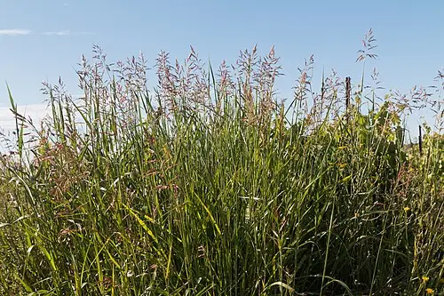 시리아수수새 (Sorghum halepense)