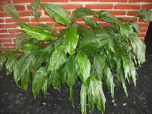스파티필룸 (Spathiphyllum wallisii)