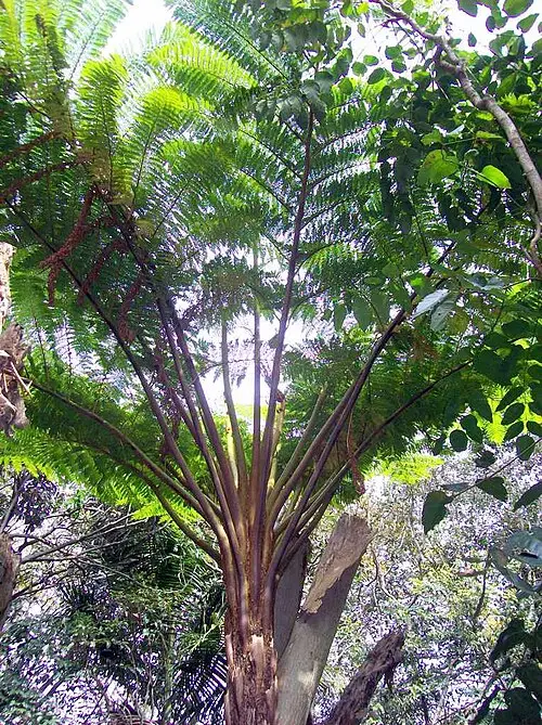 노퍽나무고사리 (Sphaeropteris excelsa)