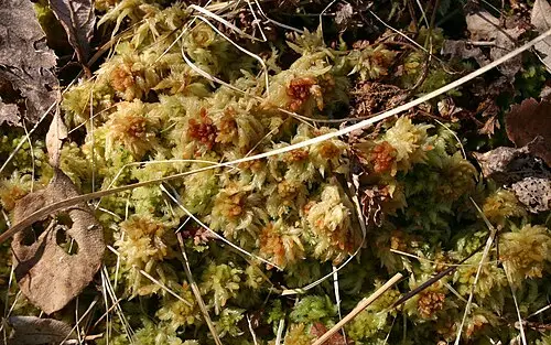 대암물이끼 (Sphagnum fuscum)