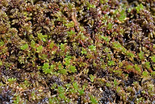 자주물이끼 (Sphagnum magellanicum)