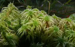 비늘물이끼 (Sphagnum squarrosum)