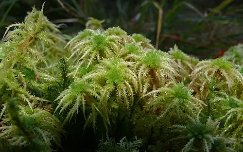 비늘물이끼 (Sphagnum squarrosum)