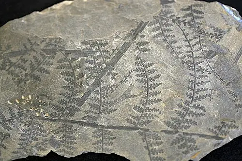 스페놉테리스 (Sphenopteris elegans)