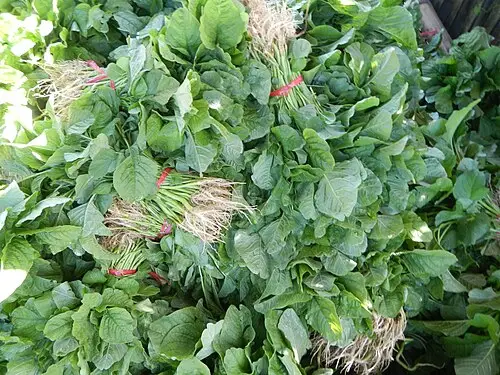 시금치 (Spinacia oleracea)