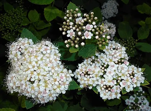 참조팝나무 (Spiraea fritschiana)