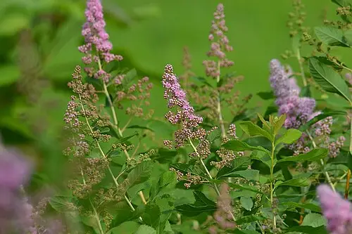 꼬리조팝나무 (Spiraea salicifolia)