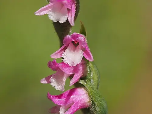 타래난초 (Spiranthes australis)