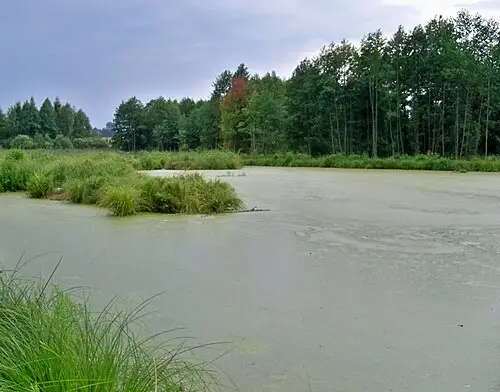개구리밥 (Spirodela polyrhiza)
