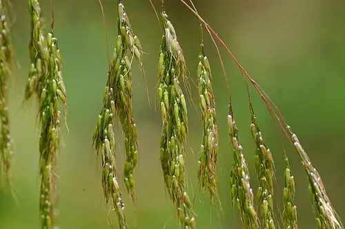 기름새 (Spodiopogon cotulifer)