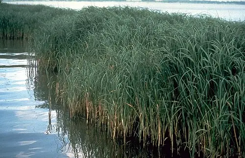 갯줄풀 (Sporobolus alterniflorus)