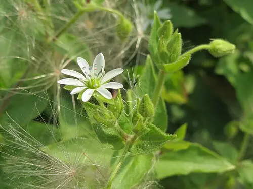 쇠별꽃 (Stellaria aquatica)