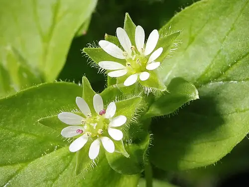 별꽃 (Stellaria media)
