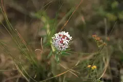 피뿌리풀