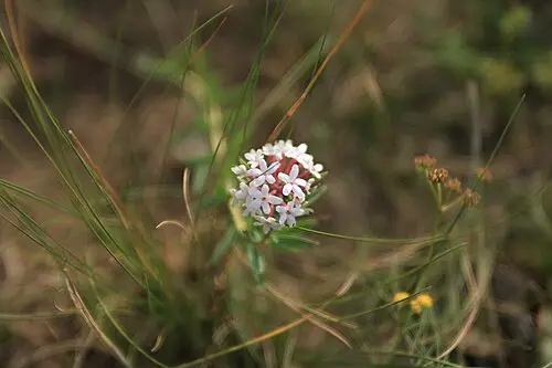 피뿌리풀 (Stellera chamaejasme)