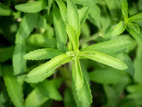 스테비아 (Stevia rebaudiana)