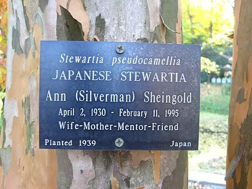 노각나무 (Stewartia pseudocamellia)