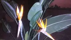 극락조화
