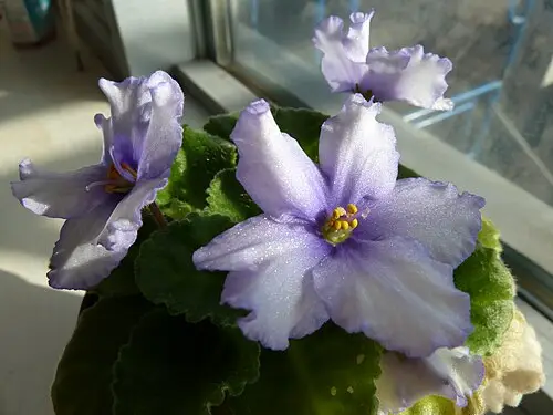 아프리칸바이올렛 (Streptocarpus ionanthus)