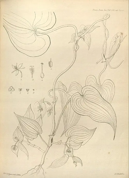 덩굴닭의장풀 (Streptolirion volubile)