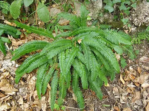 사슴고사리 (Struthiopteris spicant)