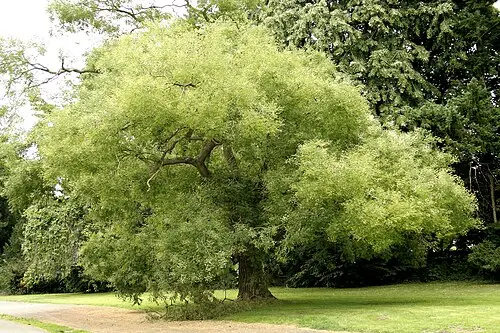 회화나무 (Styphnolobium japonicum)